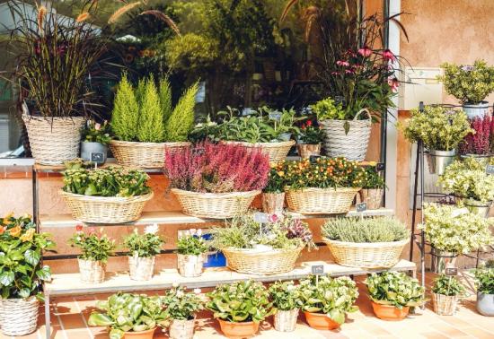 Nos conseils d'entretien pour vos Plantes d'Extérieur, la touche de votre fleuriste