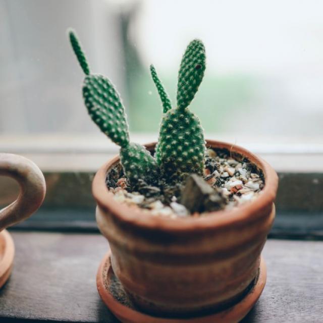 Le cactus : une plante décorative et facile à entretenir - Fleuriste Nice